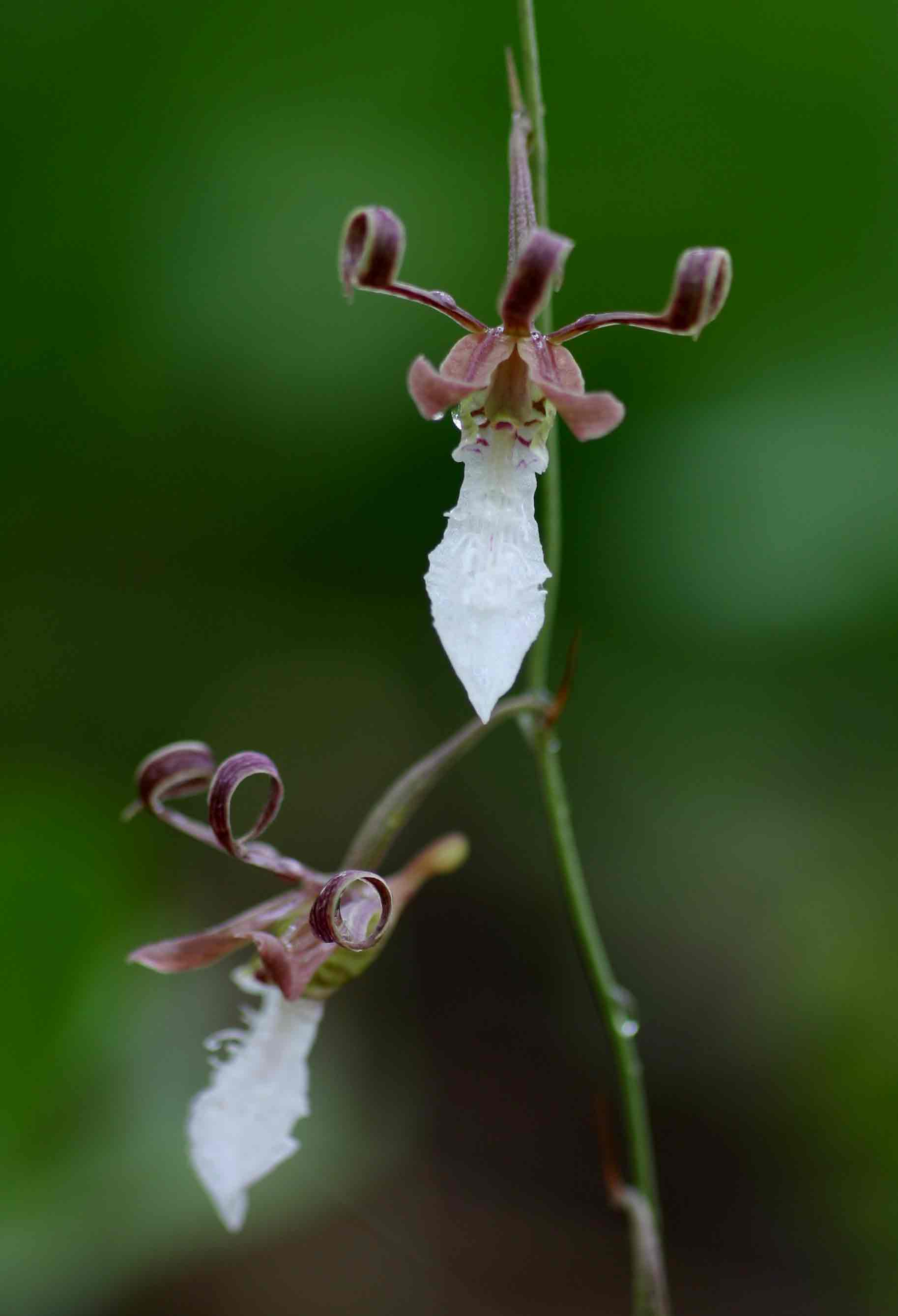 Eulophia venulosa Eulophia venulosa