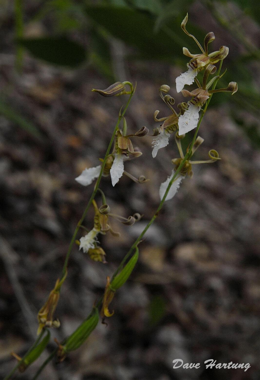 Eulophia venulosa Eulophia venulosa