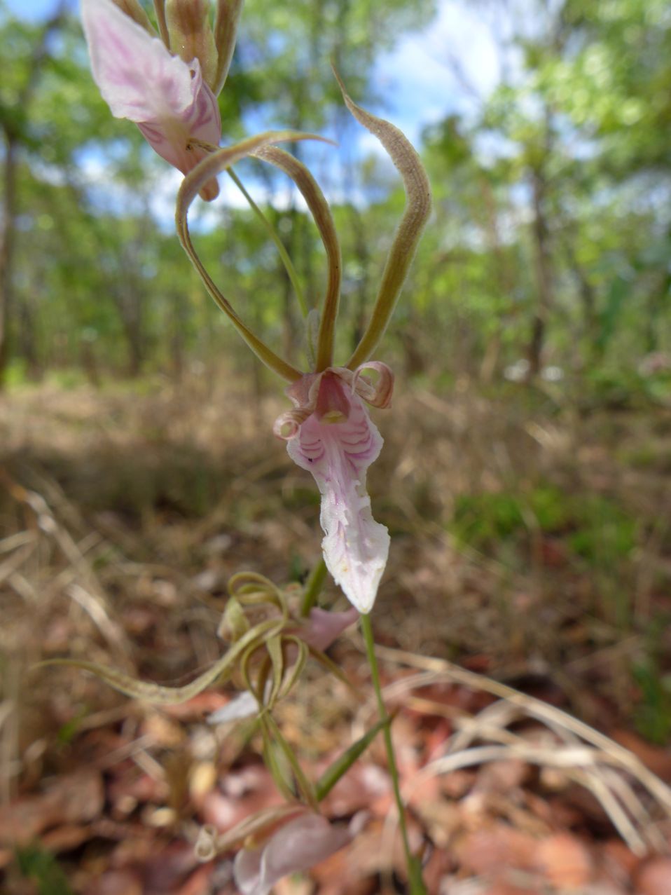 Eulophia venulosa Eulophia venulosa