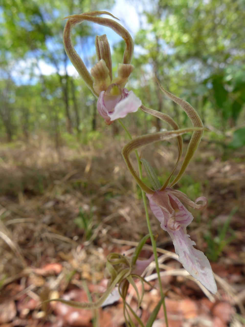 Eulophia venulosa Eulophia venulosa