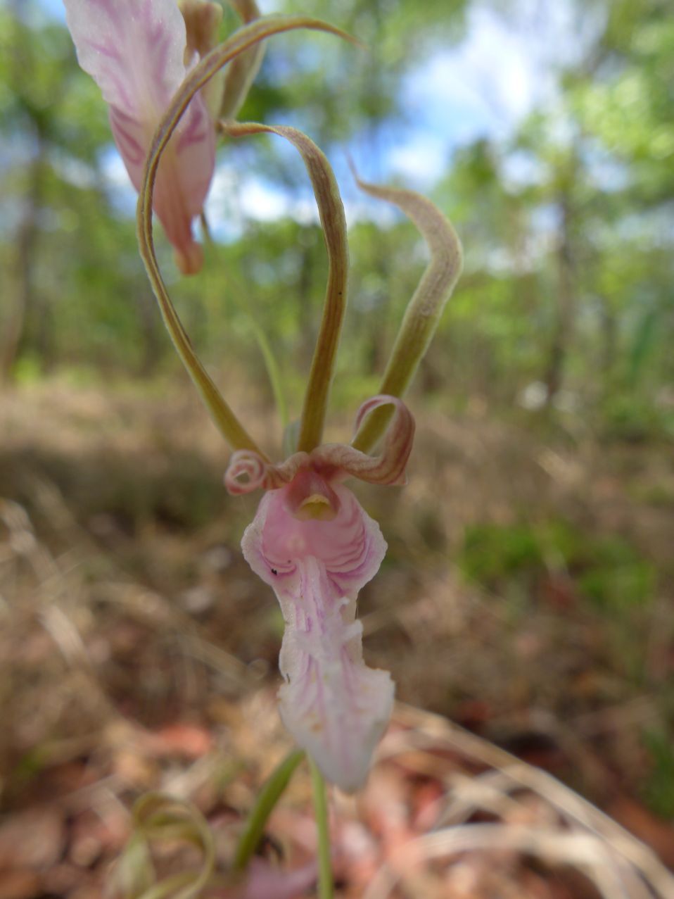 Eulophia venulosa Eulophia venulosa