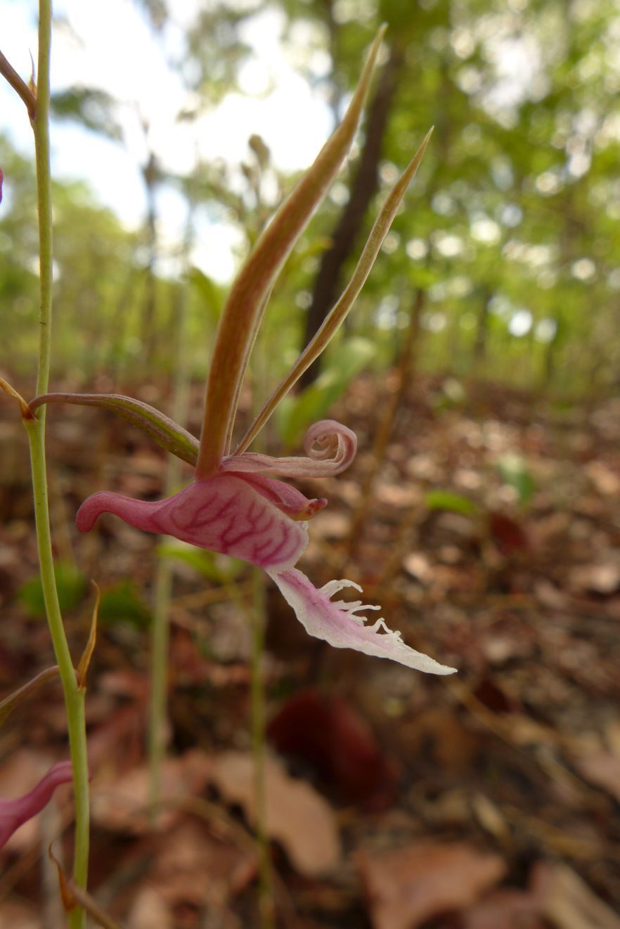 Eulophia venulosa Eulophia venulosa