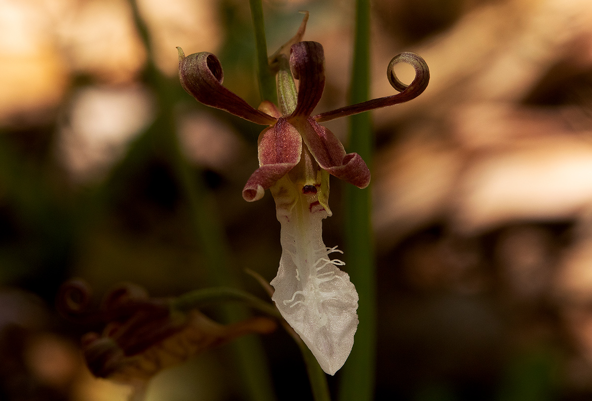 Eulophia venulosa Eulophia venulosa