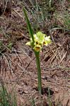 Orthochilus mechowii