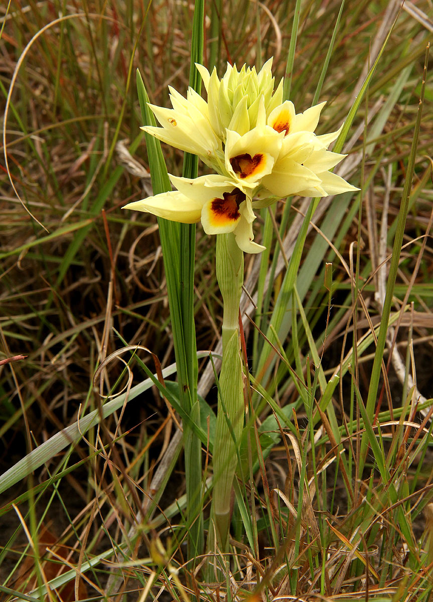 Orthochilus mechowii Orthochilus mechowii