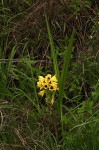 Orthochilus mechowii