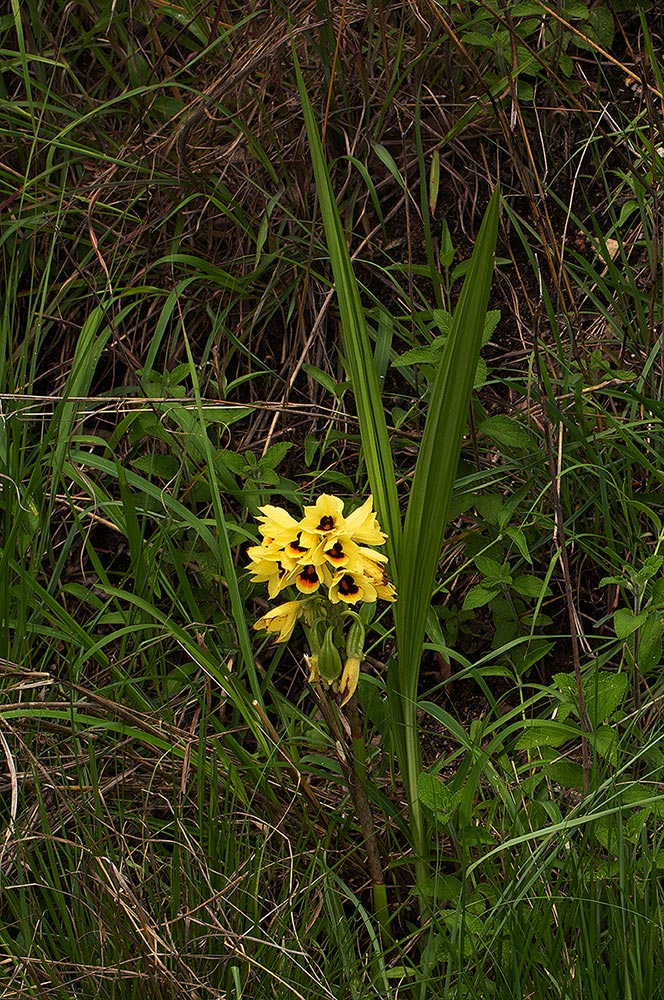 Orthochilus mechowii Orthochilus mechowii