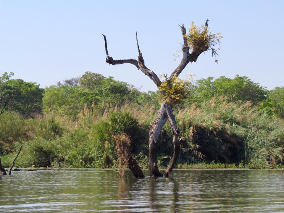 Ansellia africana Ansellia africana
