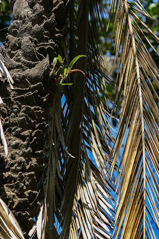 Ansellia africana Ansellia africana