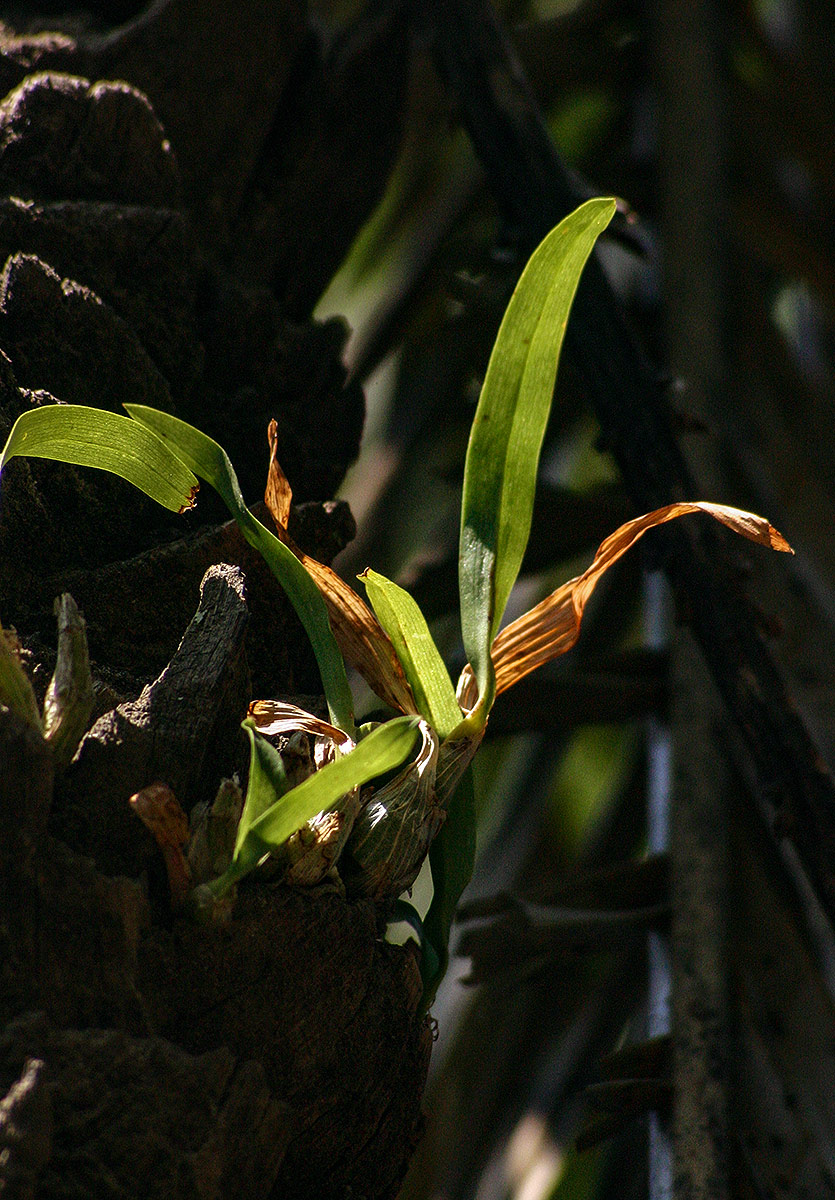 Ansellia africana