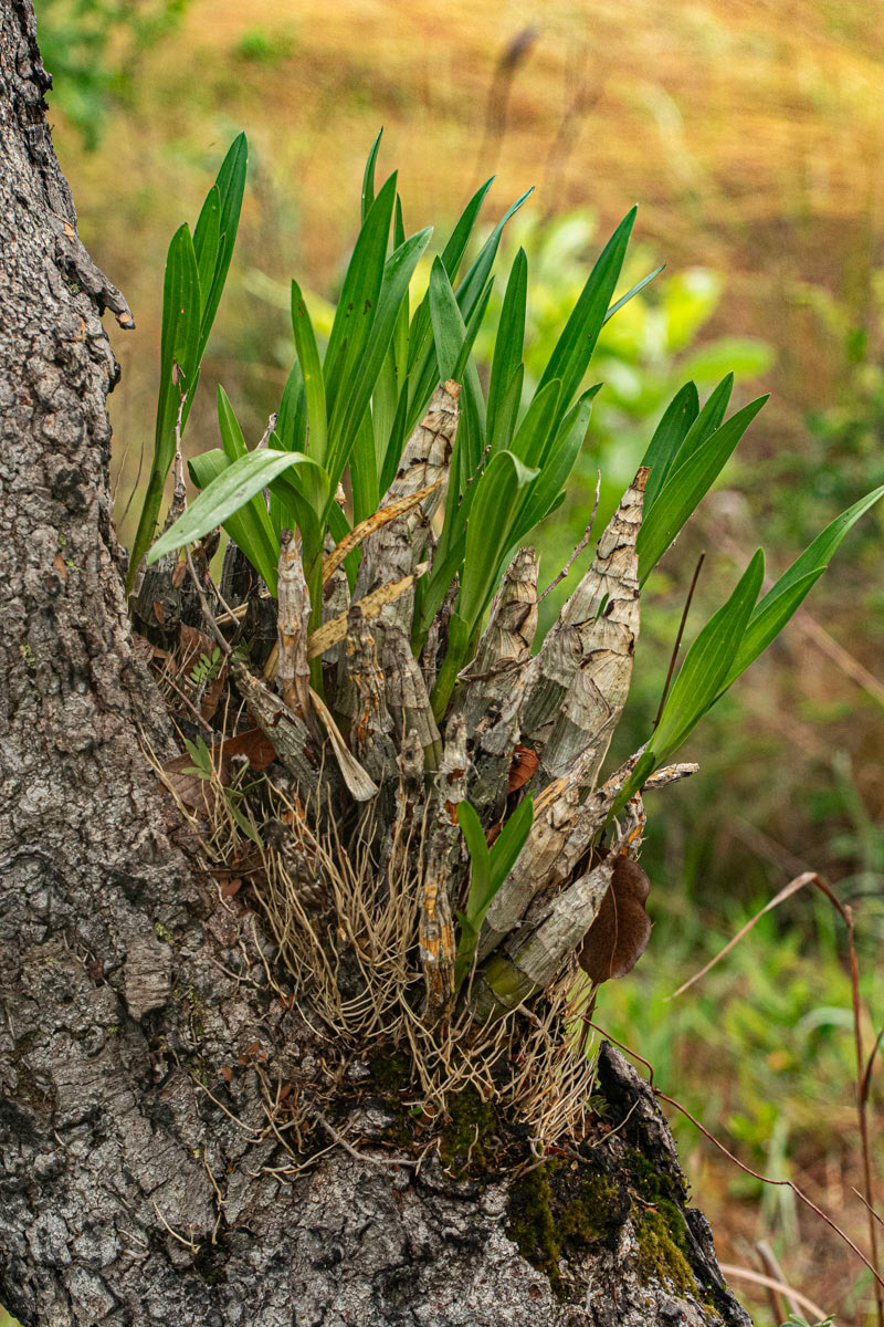 Ansellia africana Ansellia africana