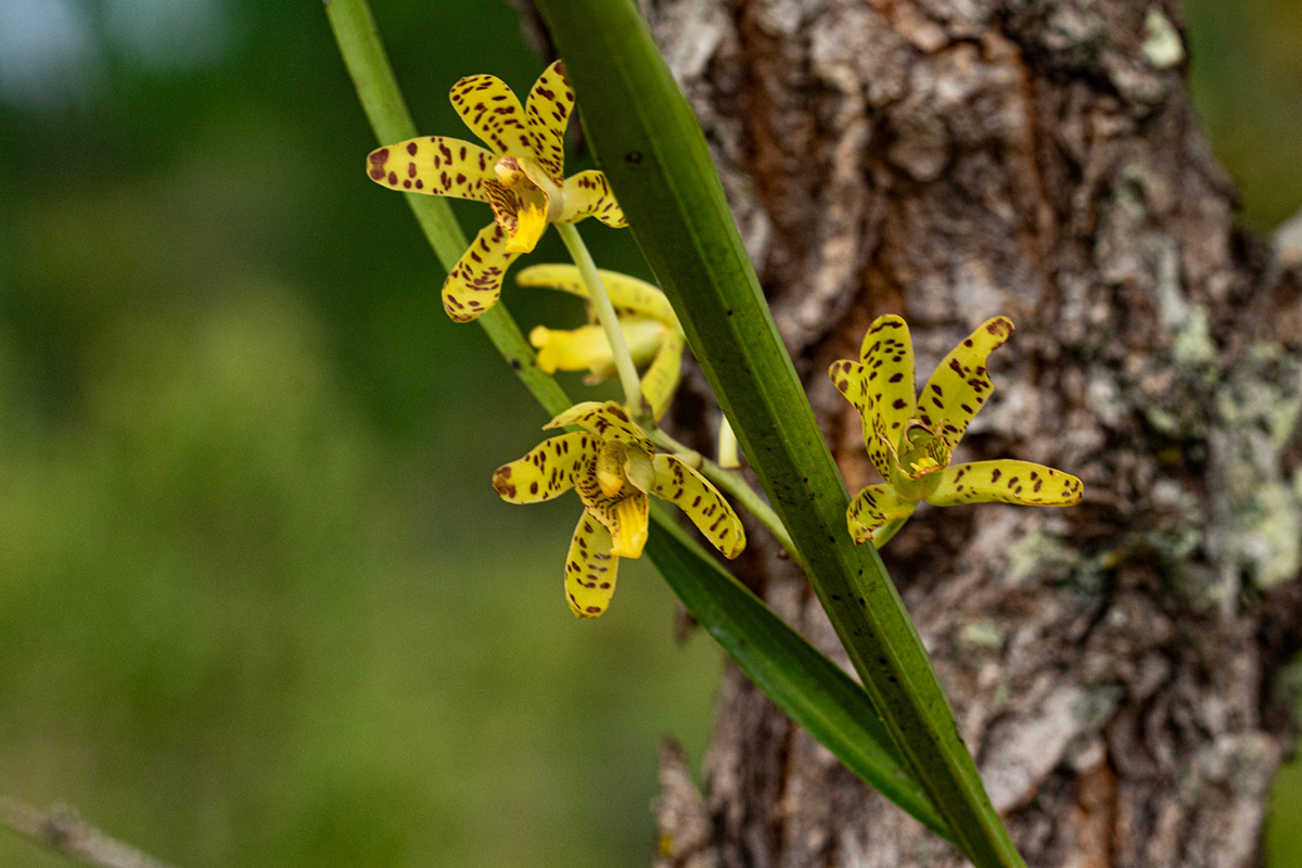 Ansellia africana