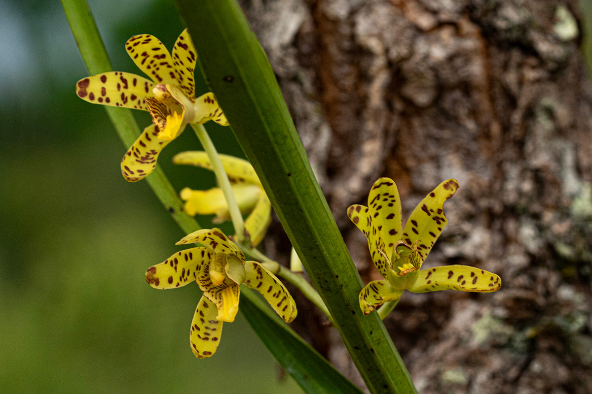 Ansellia africana
