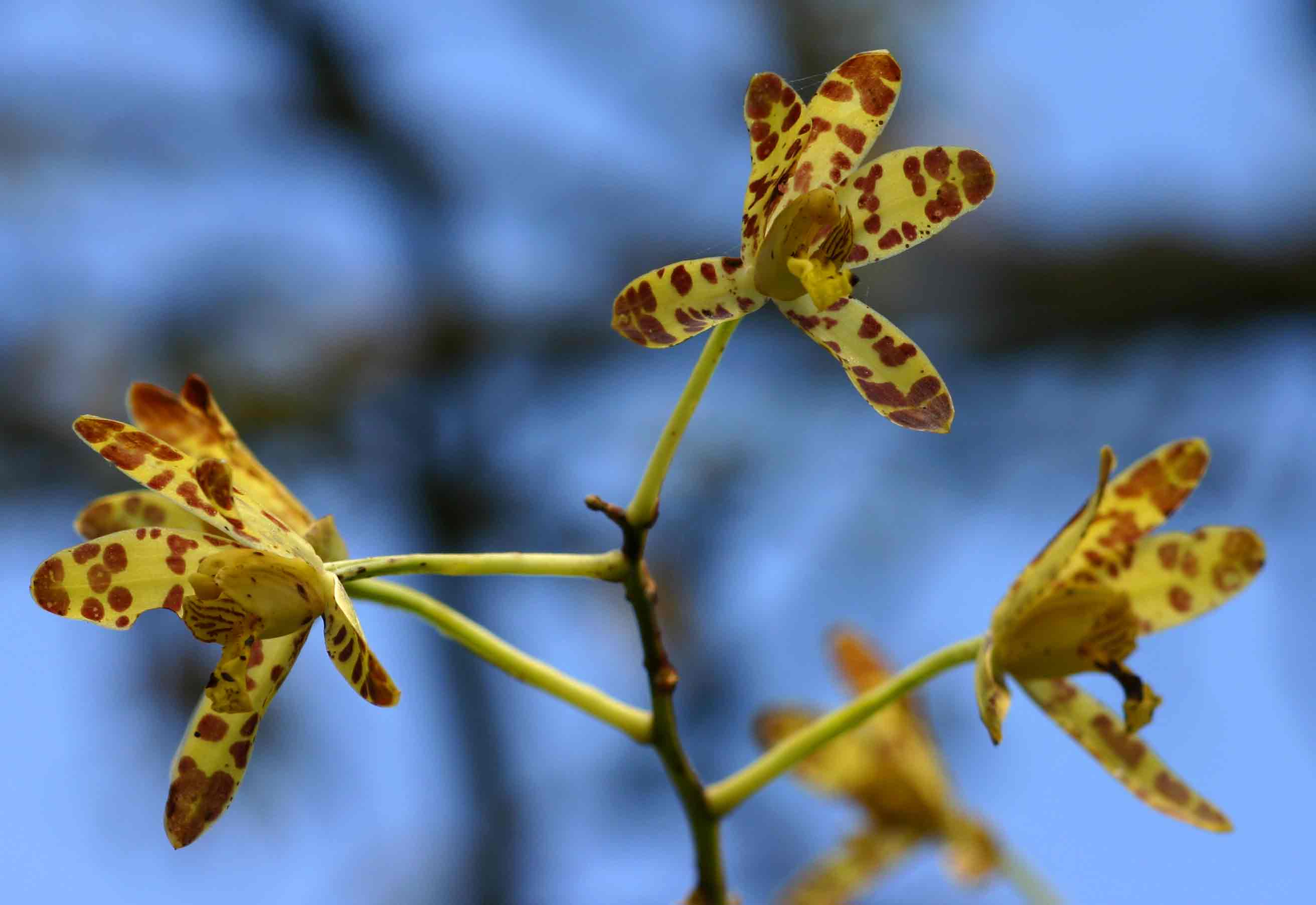 Ansellia africana