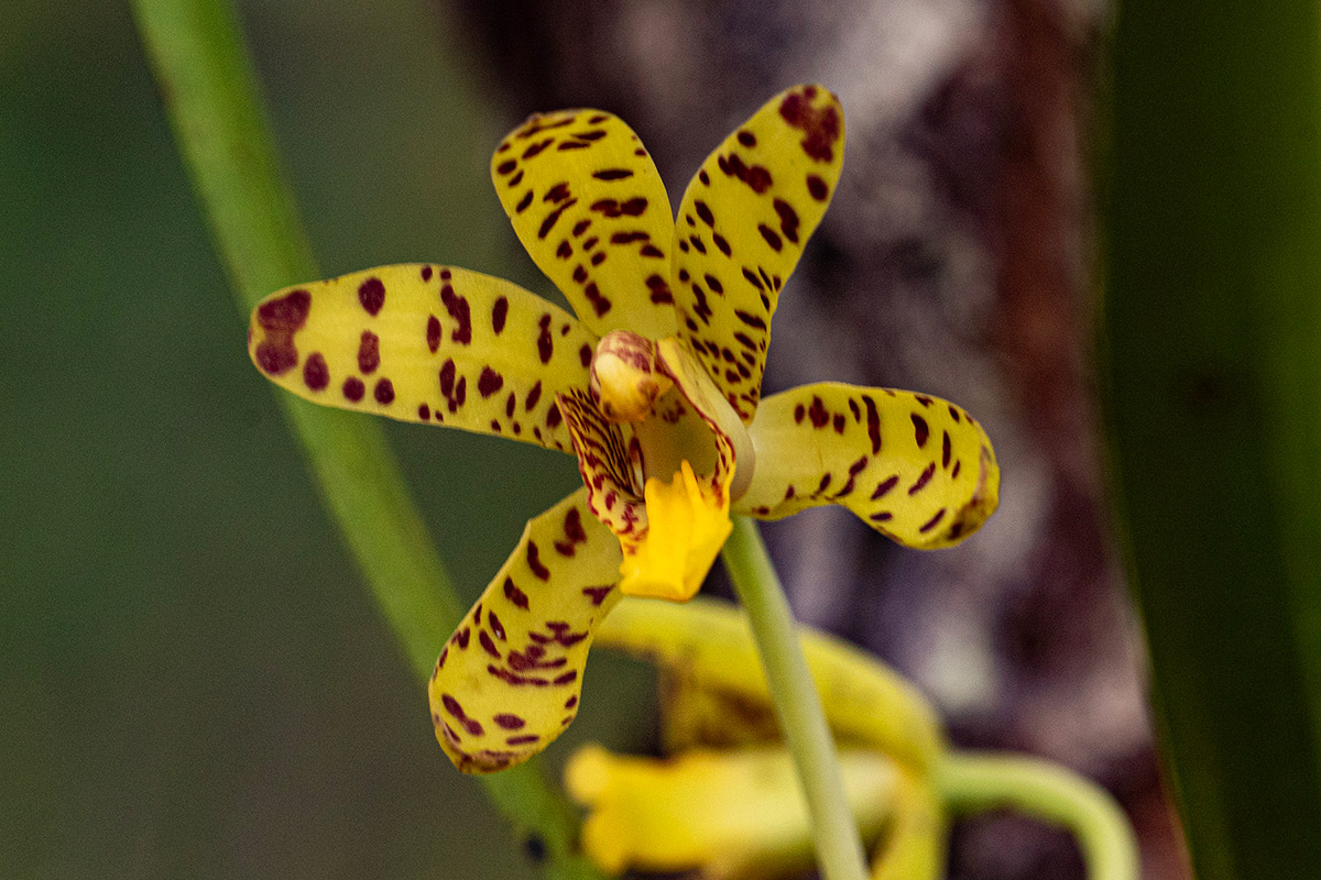 Ansellia africana Ansellia africana