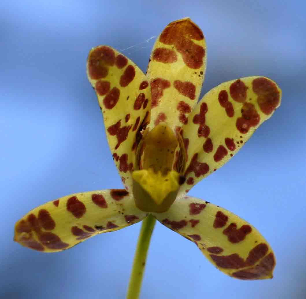 Ansellia africana