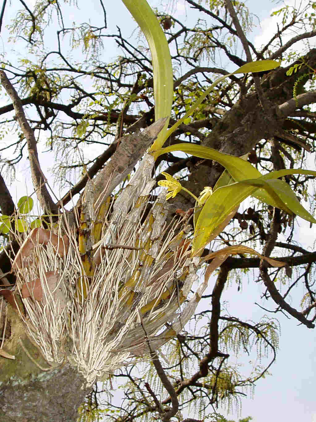 Ansellia africana