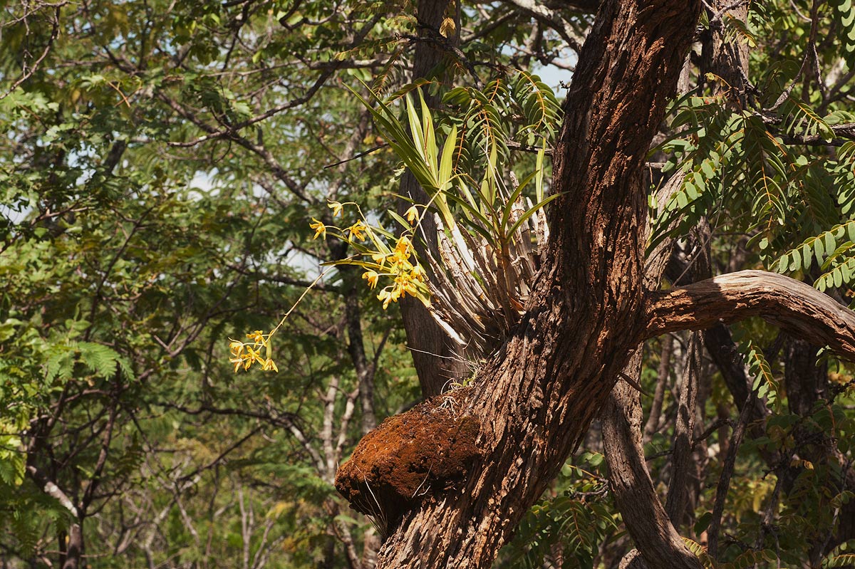 Ansellia africana Ansellia africana