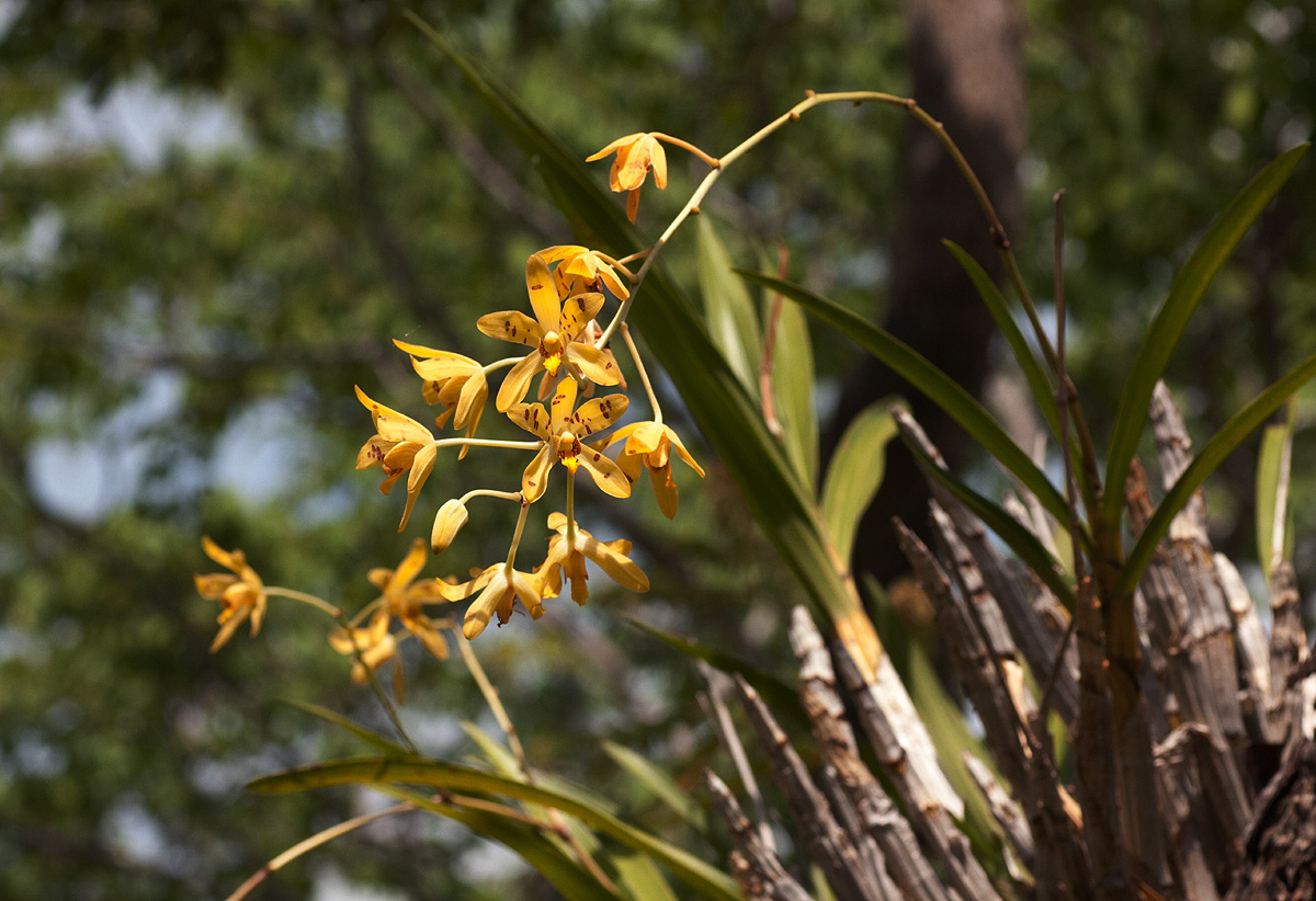 Ansellia africana