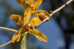 Ansellia africana