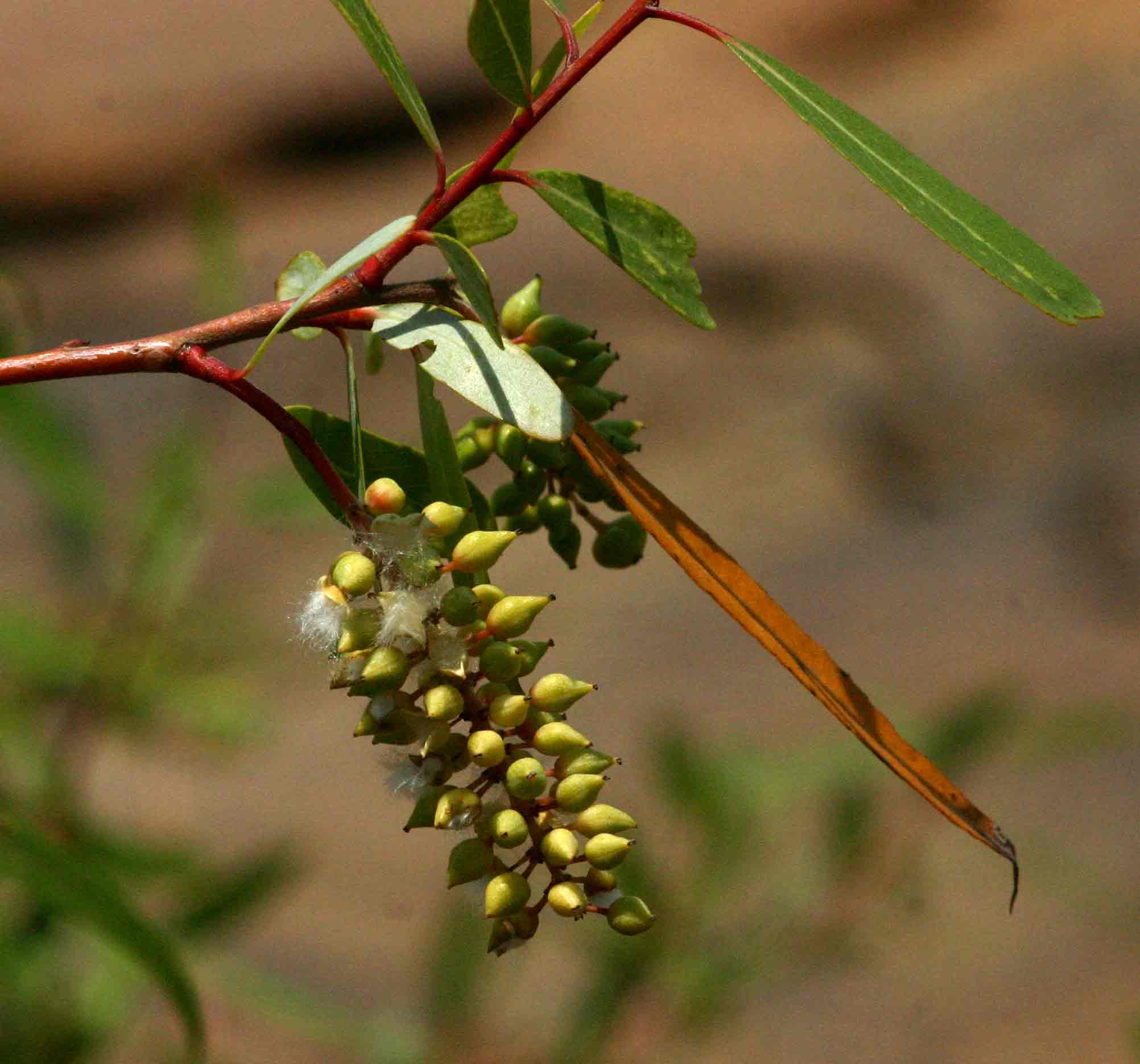 Salix mucronata subsp. subserrata Salix mucronata subsp. subserrata