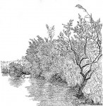 Salix mucronata subsp. subserrata