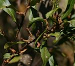 Myrica serrata