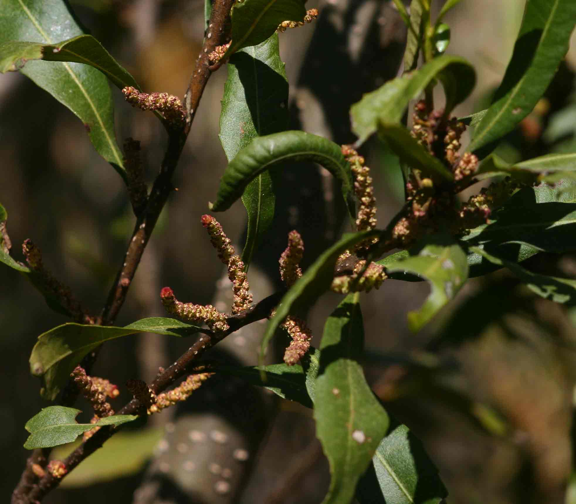 Myrica serrata Myrica serrata