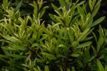 Myrica serrata
