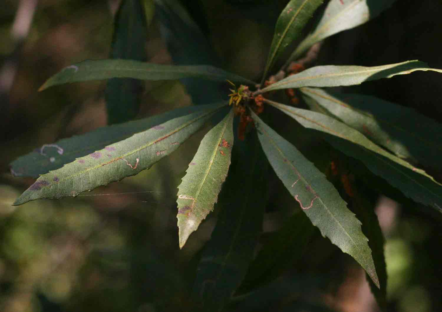 Myrica serrata Myrica serrata