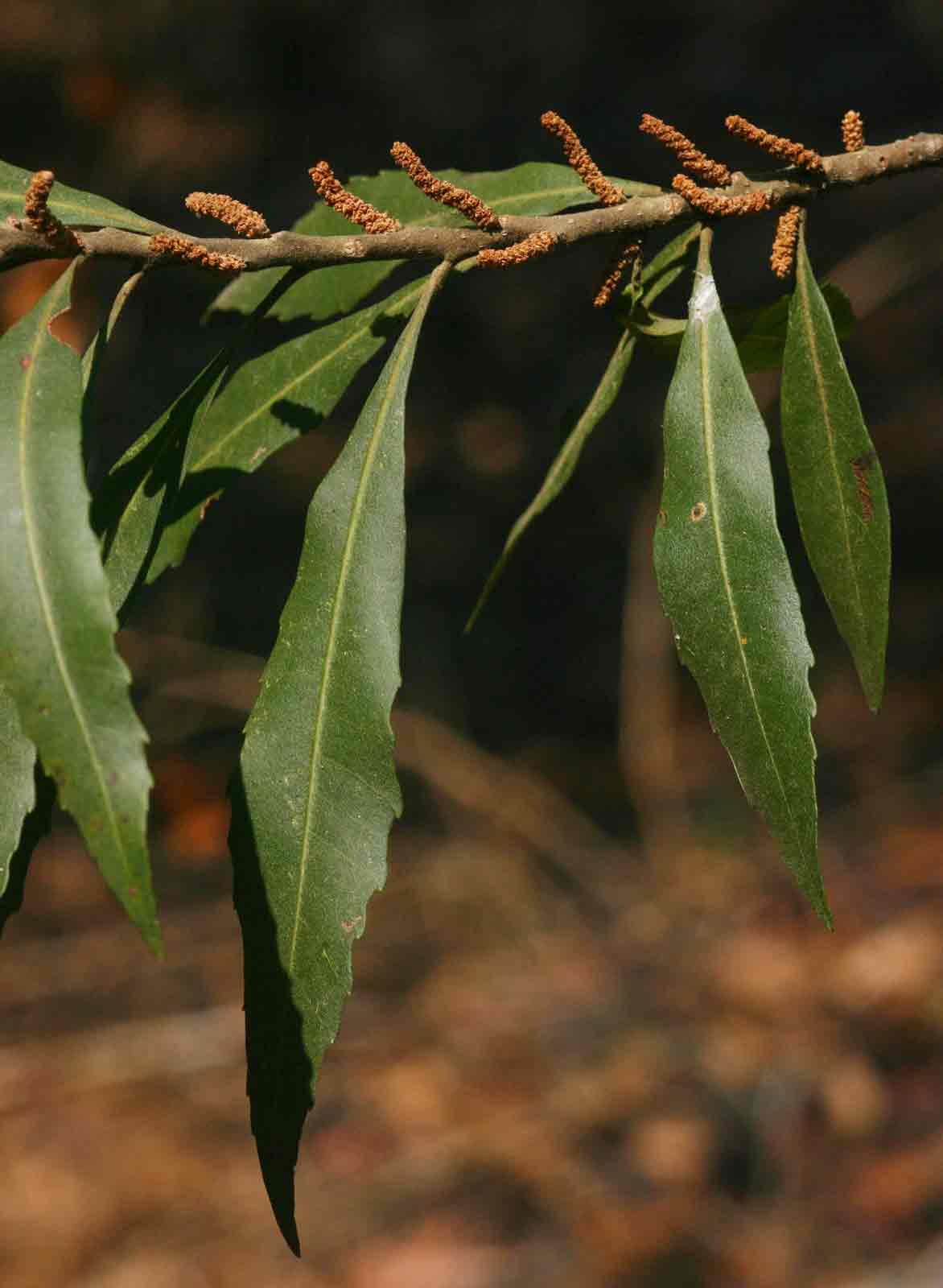 Myrica serrata Myrica serrata