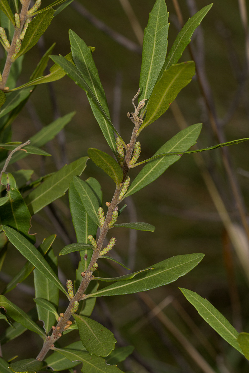 Myrica serrata Myrica serrata