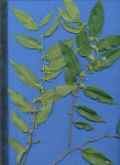 Trema orientale