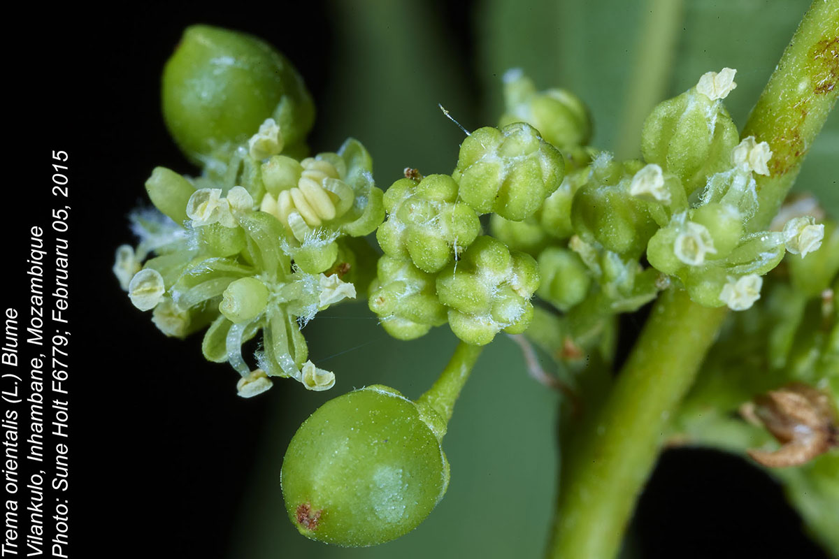Trema orientale