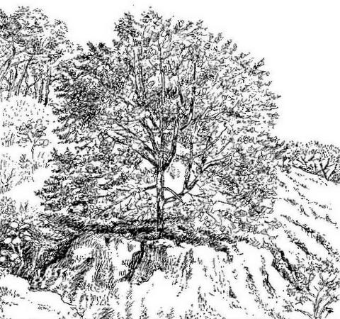 Trema orientale