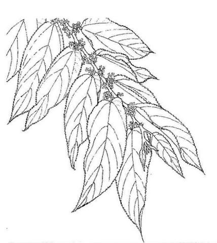 Trema orientale