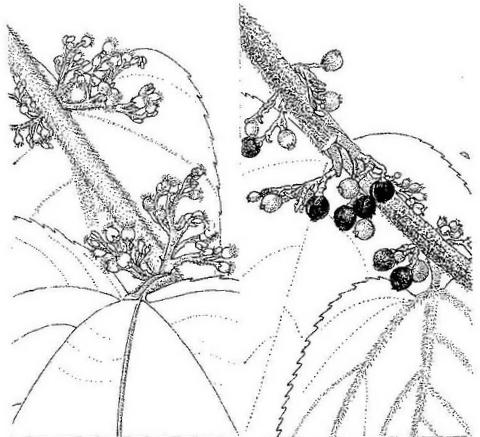 Trema orientale Trema orientale