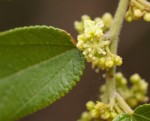 Trema orientale
