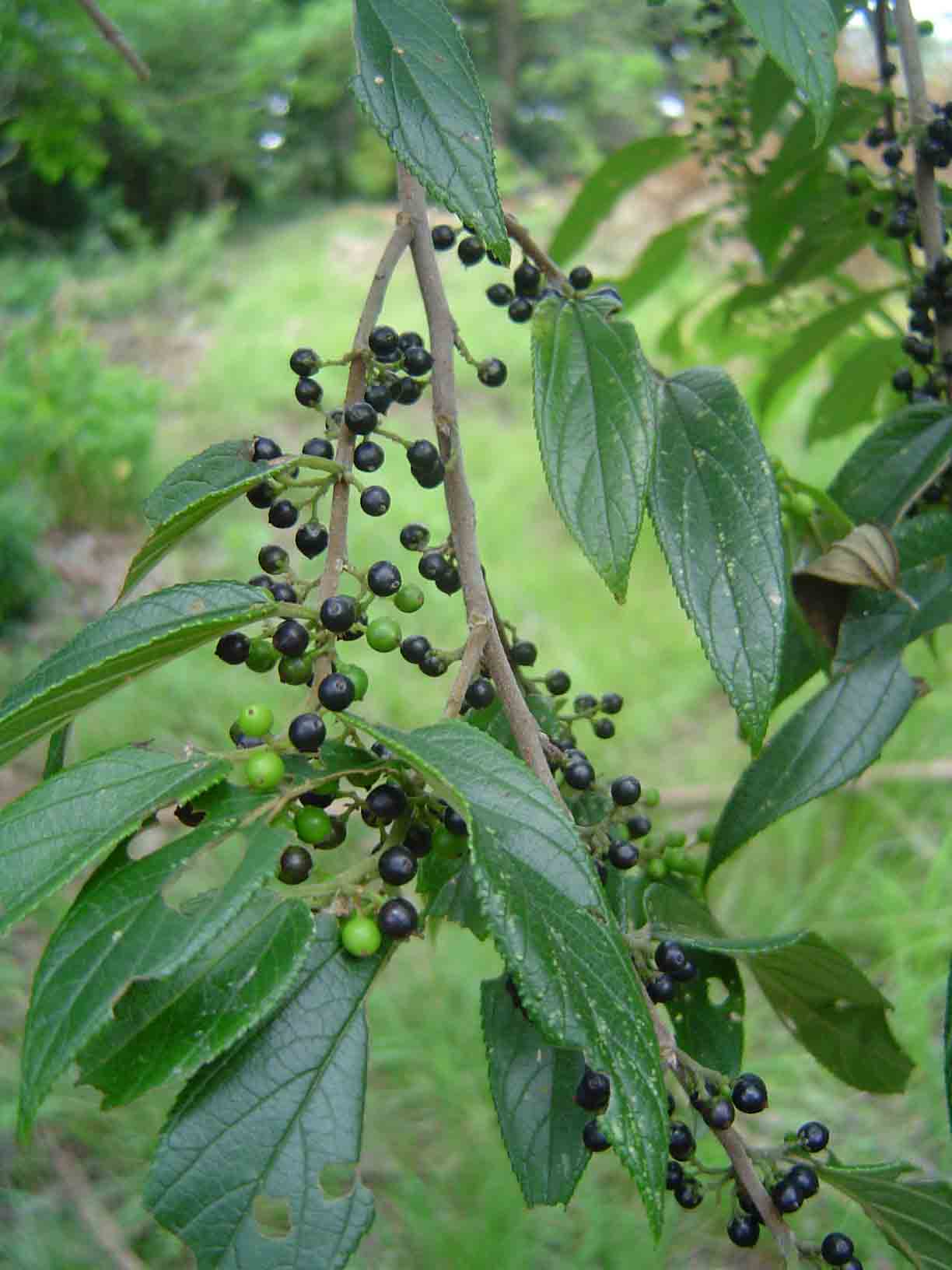 Trema orientale Trema orientale