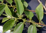 Trema orientale