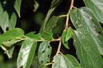 Trema orientale