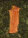 Trema orientale