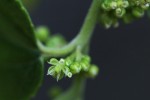 Trema orientale