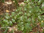 Chaetachme aristata