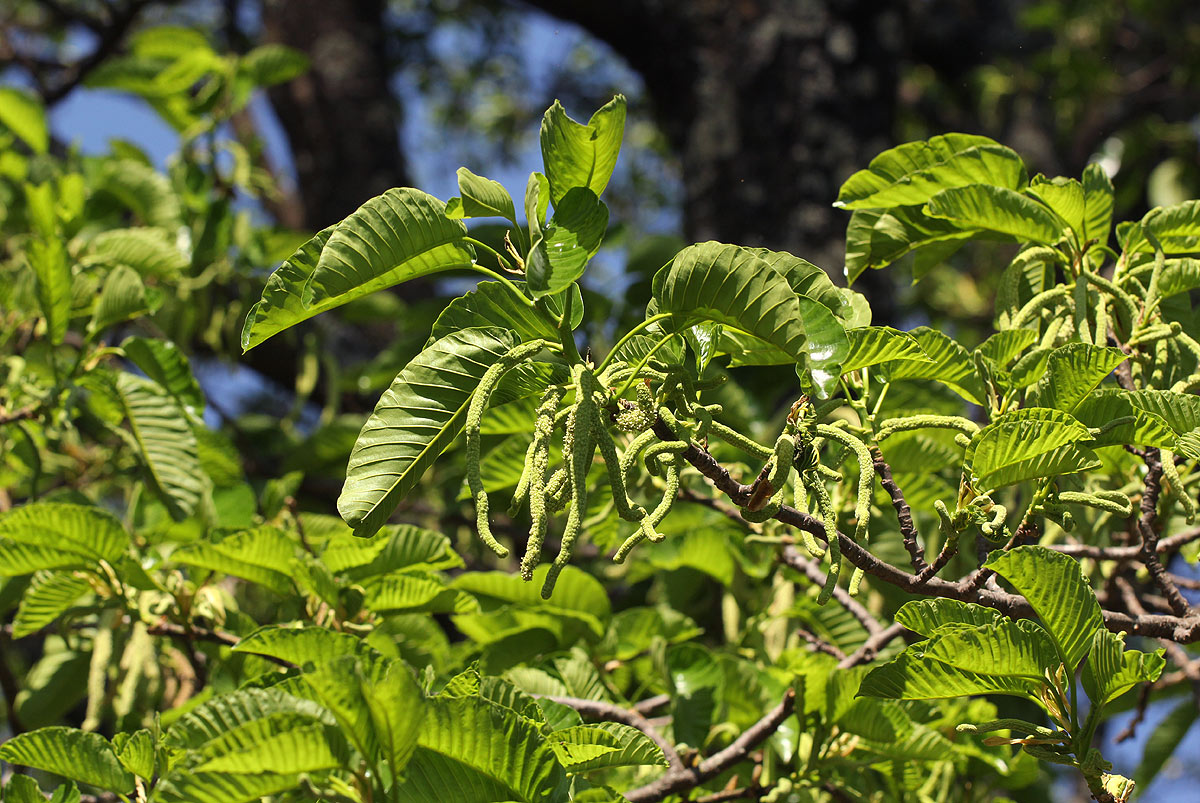 Milicia excelsa Milicia excelsa