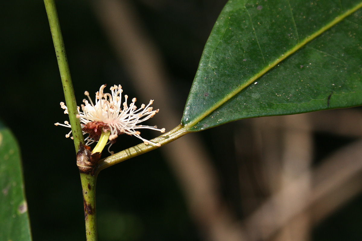 Trilepisium madagascariense Trilepisium madagascariense