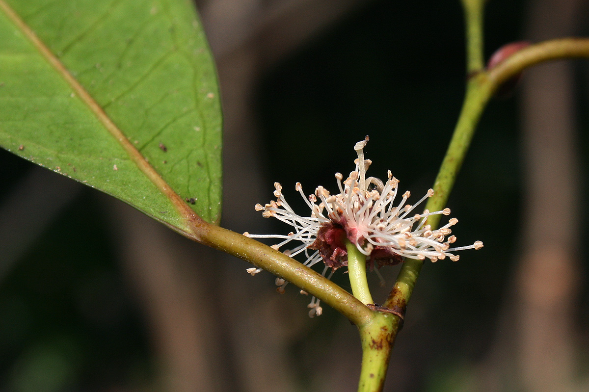 Trilepisium madagascariense Trilepisium madagascariense