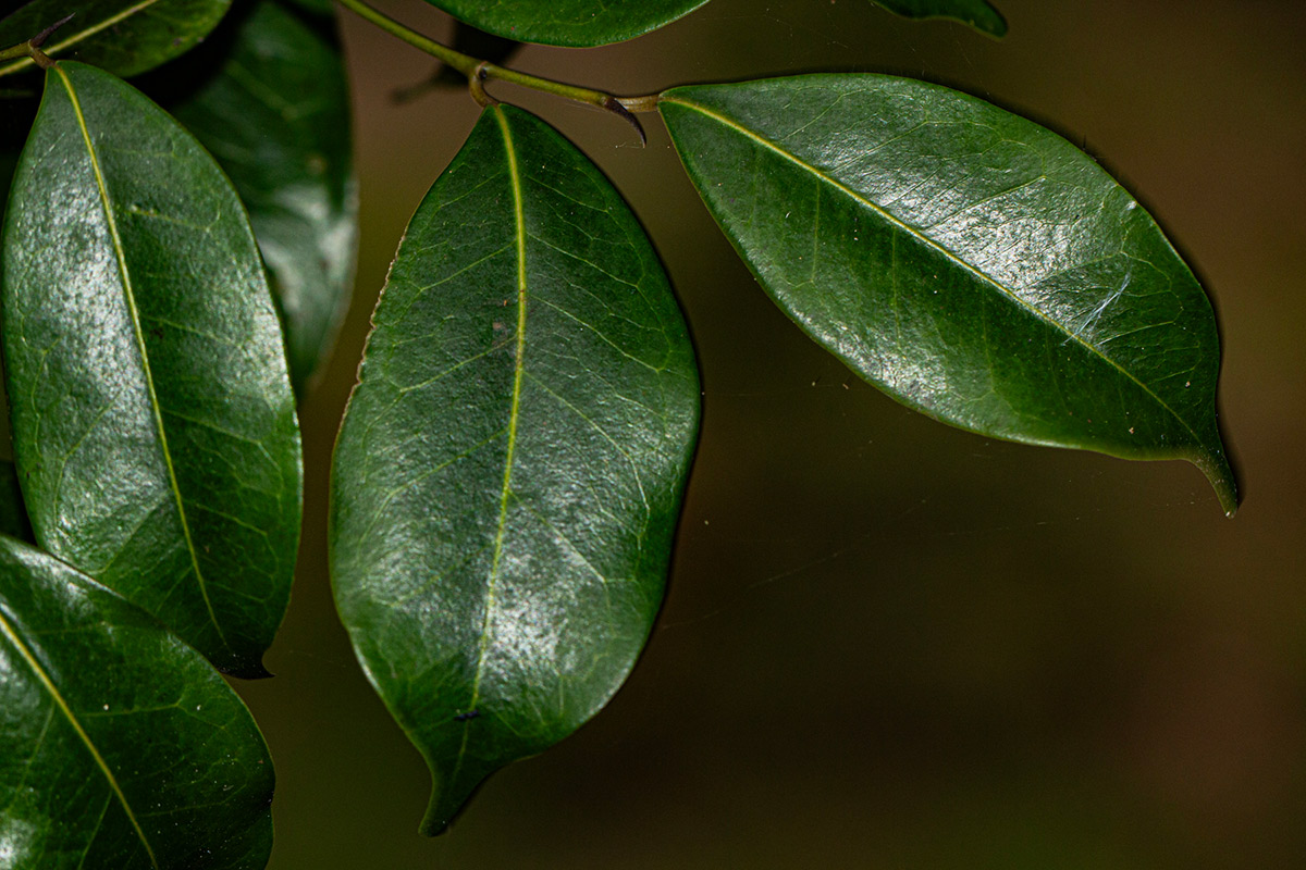 Trilepisium madagascariense Trilepisium madagascariense