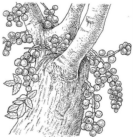 Ficus sur