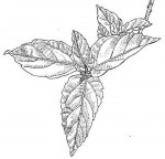 Ficus sur